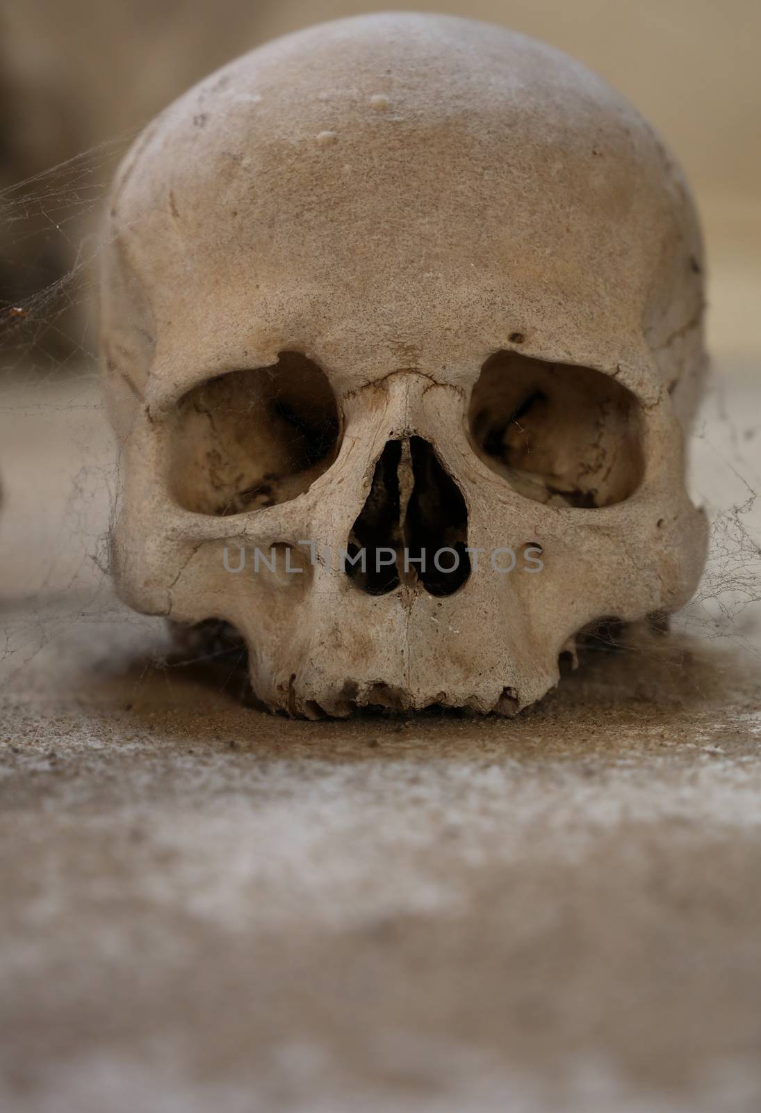 Close up of old human skull with cobweb, low angle view