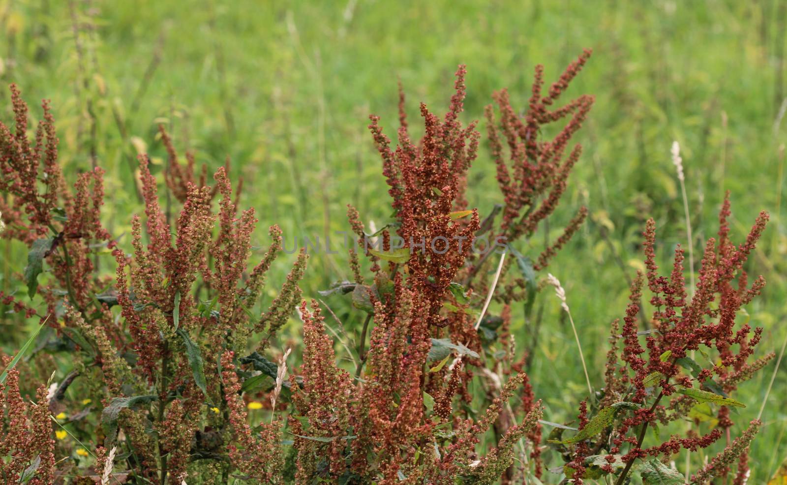 close up of Rumex acetosella, commonly known as red sorrel, sheep's sorrel, field sorrel and sour weed,r