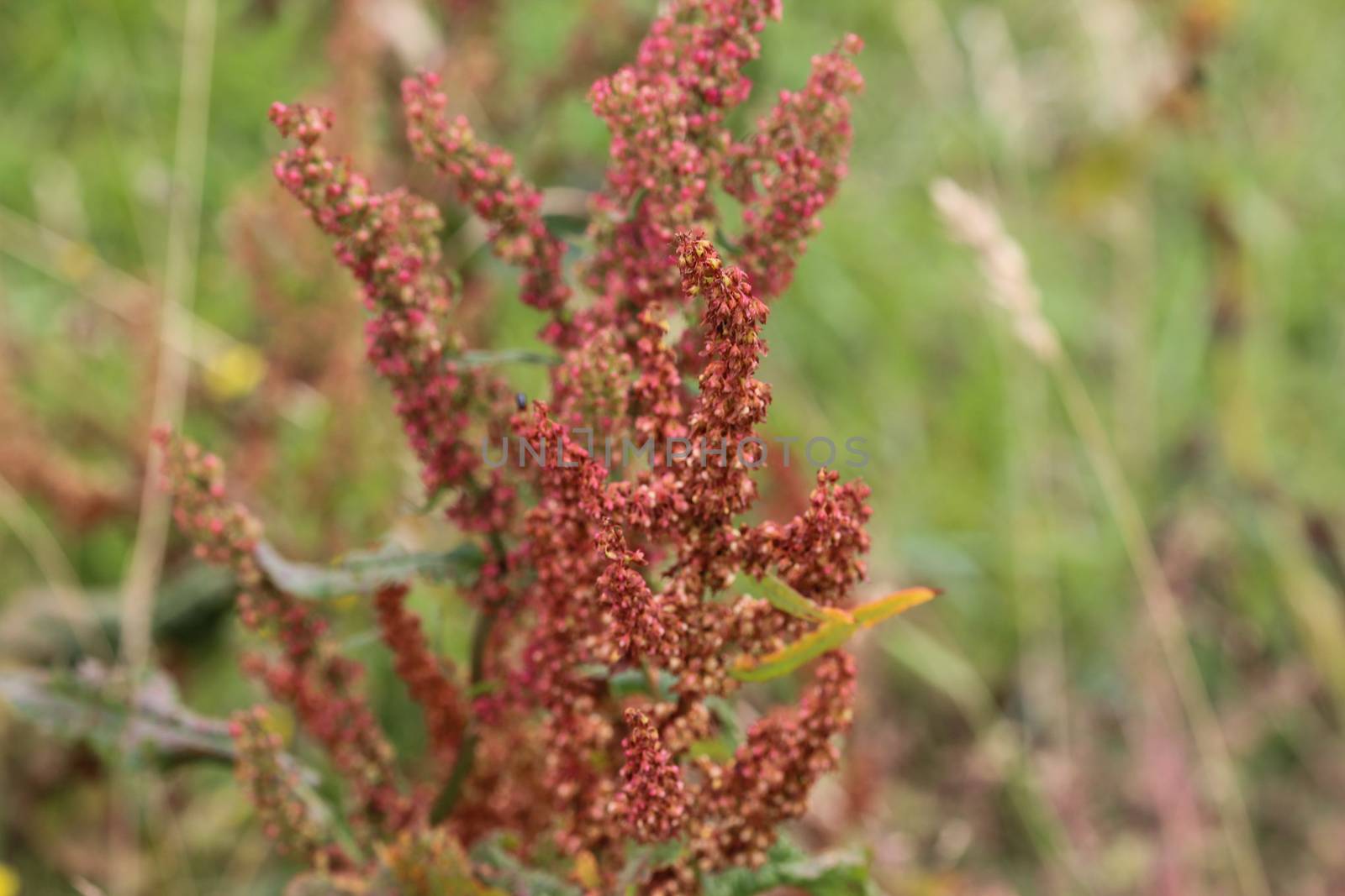 close up of Rumex acetosella, commonly known as red sorrel, sheep's sorrel, field sorrel and sour weed,r