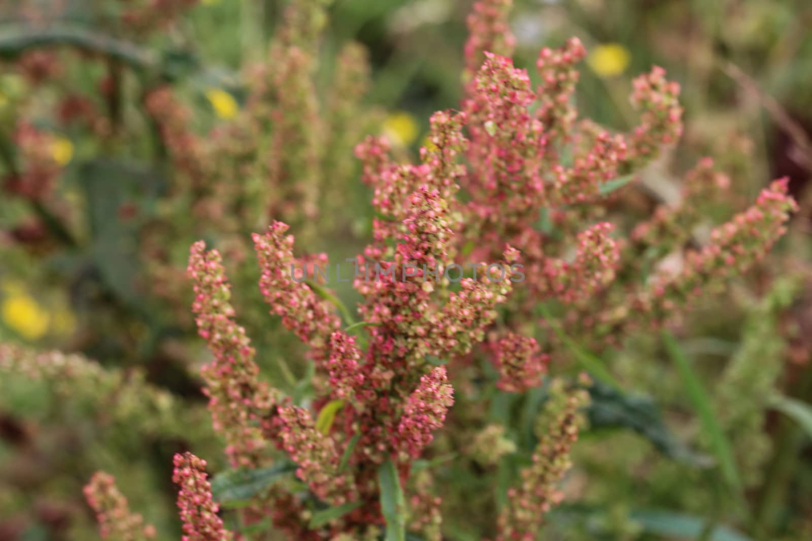 close up of Rumex acetosella, commonly known as red sorrel, sheep's sorrel, field sorrel and sour weed,r
