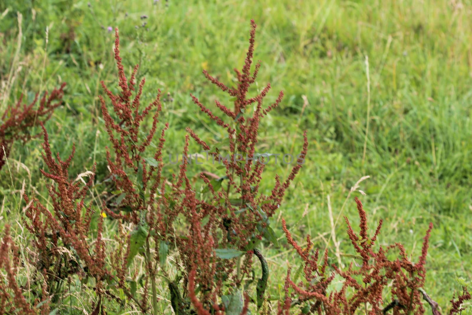 close up of Rumex acetosella, commonly known as red sorrel, sheep's sorrel, field sorrel and sour weed,r