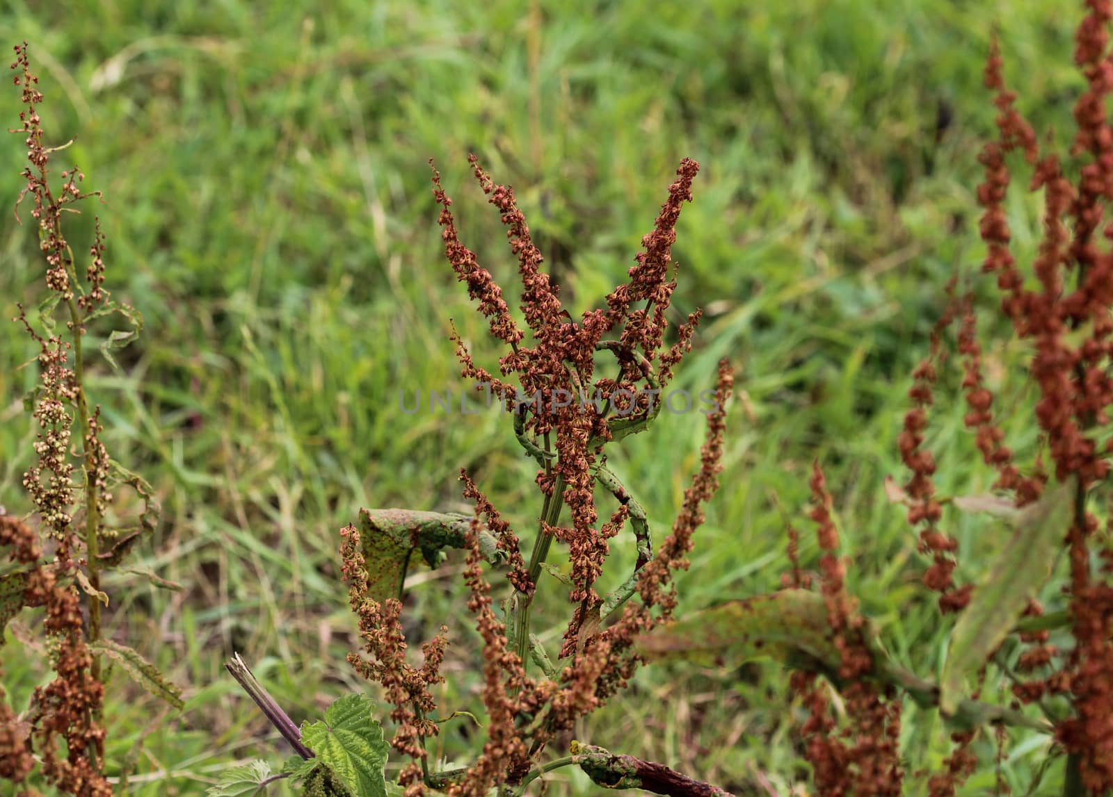 close up of Rumex acetosella, commonly known as red sorrel, sheep's sorrel, field sorrel and sour weed,r