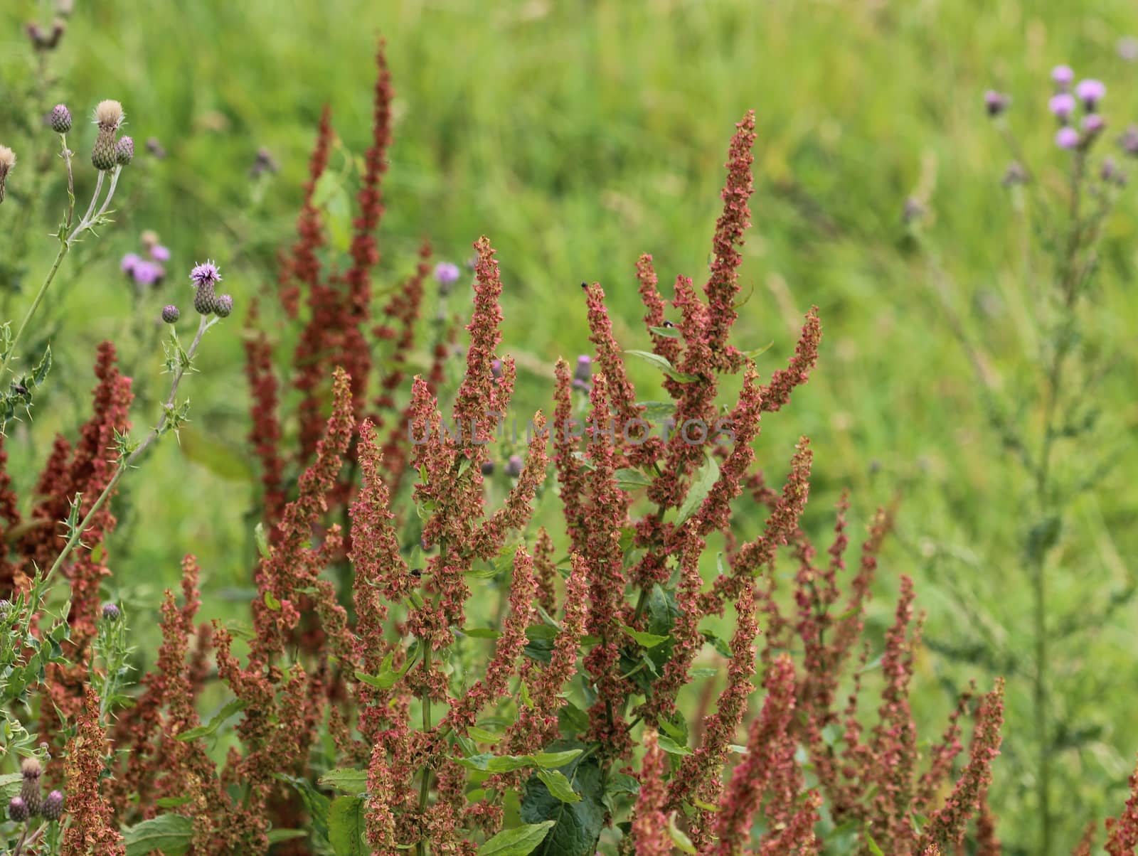 close up of Rumex acetosella, commonly known as red sorrel, sheep's sorrel, field sorrel and sour weed,r