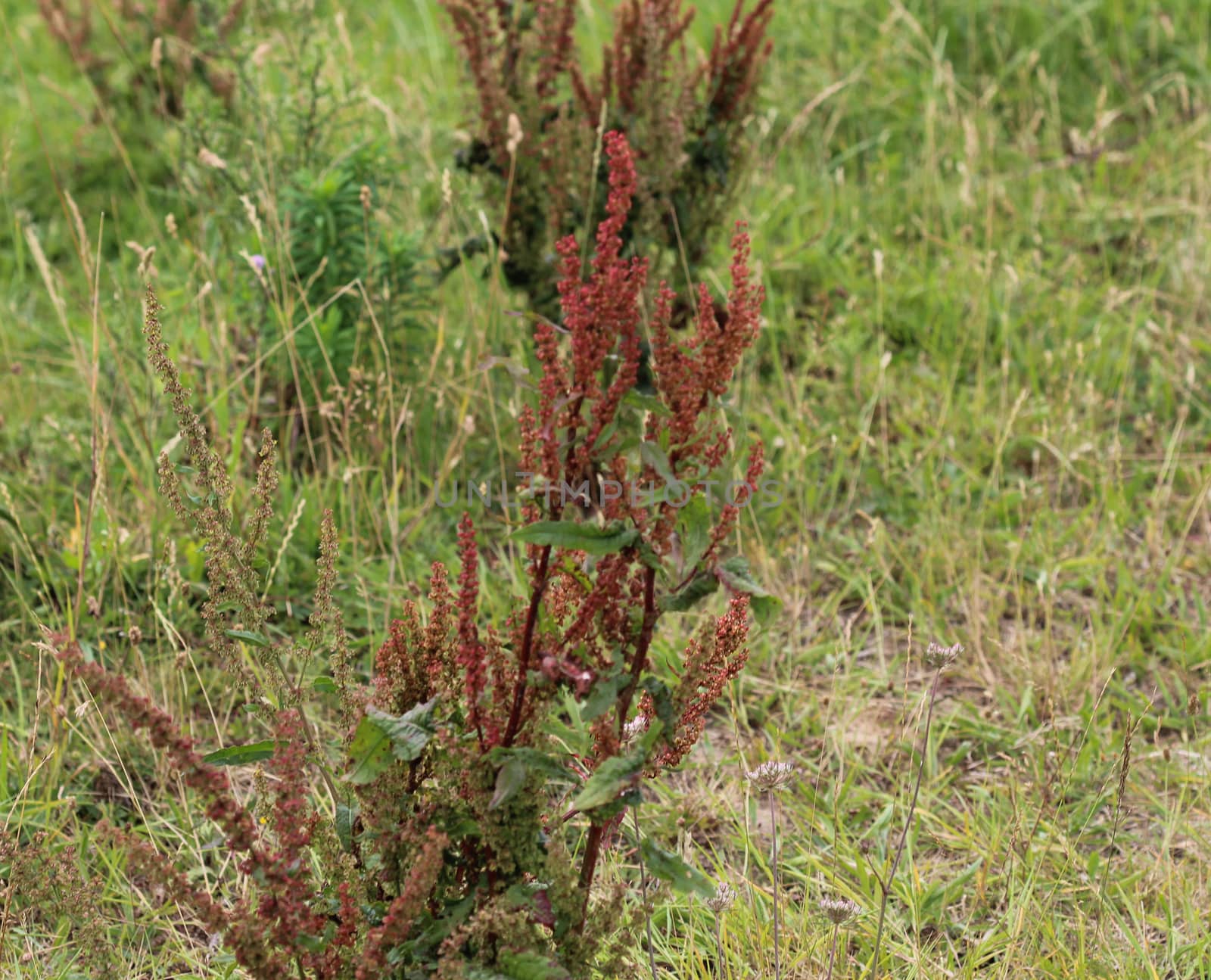 close up of Rumex acetosella, commonly known as red sorrel, sheep's sorrel, field sorrel and sour weed,r