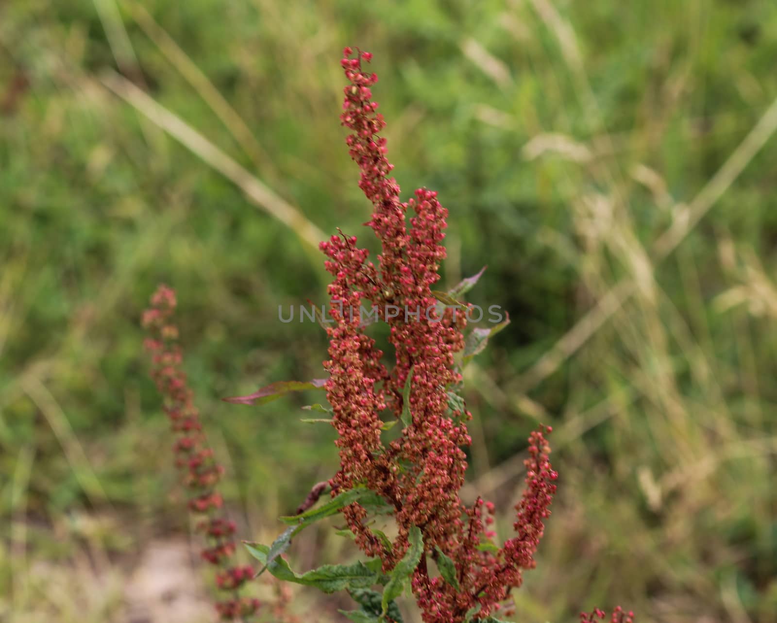 close up of Rumex acetosella, commonly known as red sorrel, sheep's sorrel, field sorrel and sour weed,r