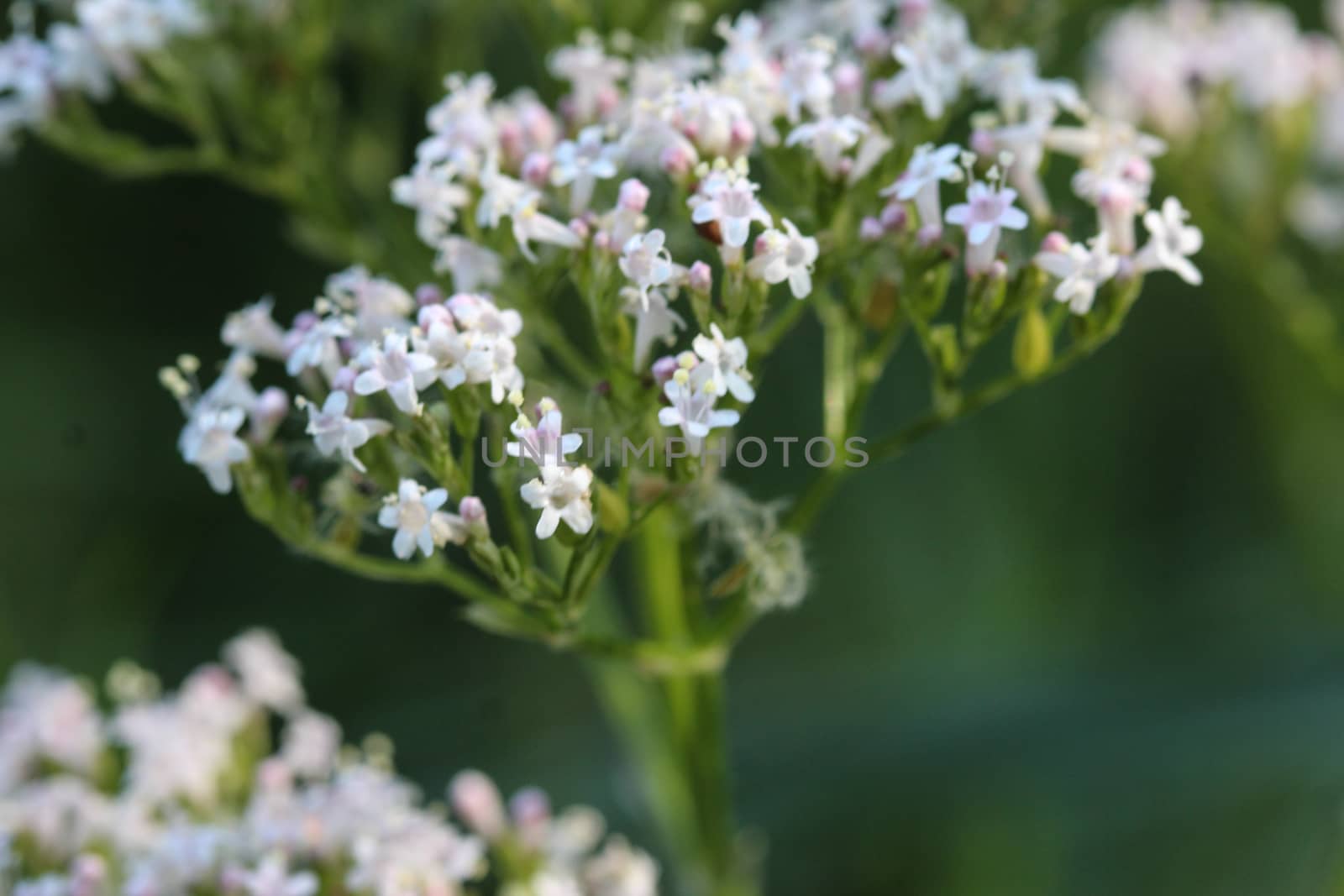 close up of marsh valerian or Valeriana dioica, blooming in spring