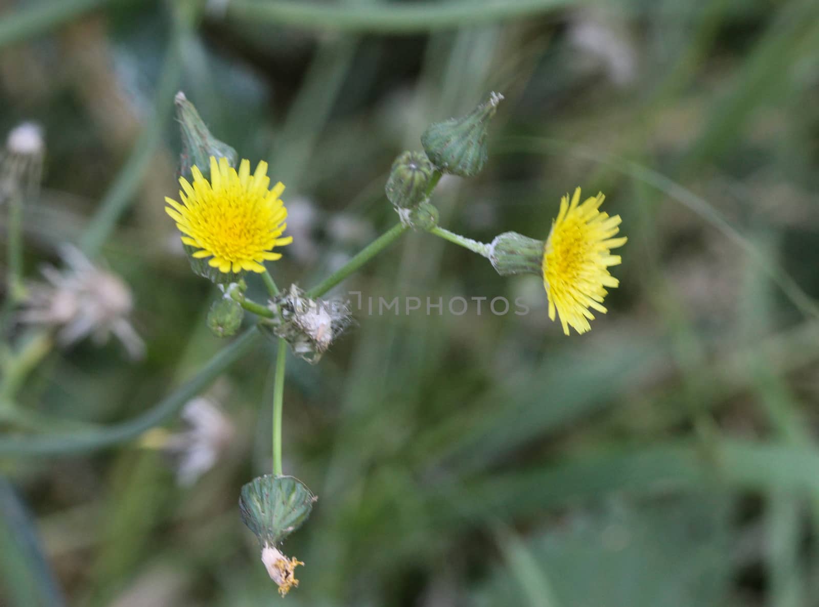 close up of Sonchus asper, also commonly known as the prickly sow-thistle, rough milk thistle, spiny sowthistle, sharp-fringed sow thistle, or spiny-leaved sow thistle