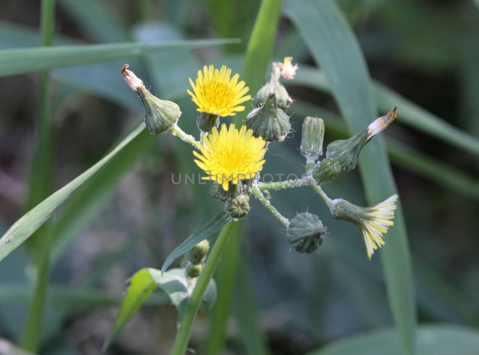 close up of Sonchus asper, also commonly known as the prickly sow-thistle, rough milk thistle, spiny sowthistle, sharp-fringed sow thistle, or spiny-leaved sow thistle