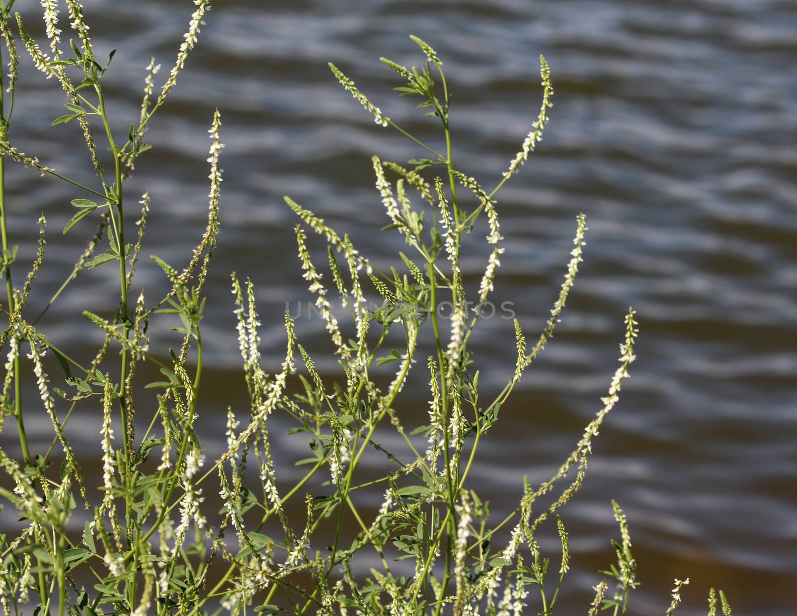 close up of Melilotus albus, also known as honey clover, Bokhara clover (Australia), sweet clover, or white melilot, blooming in summer season