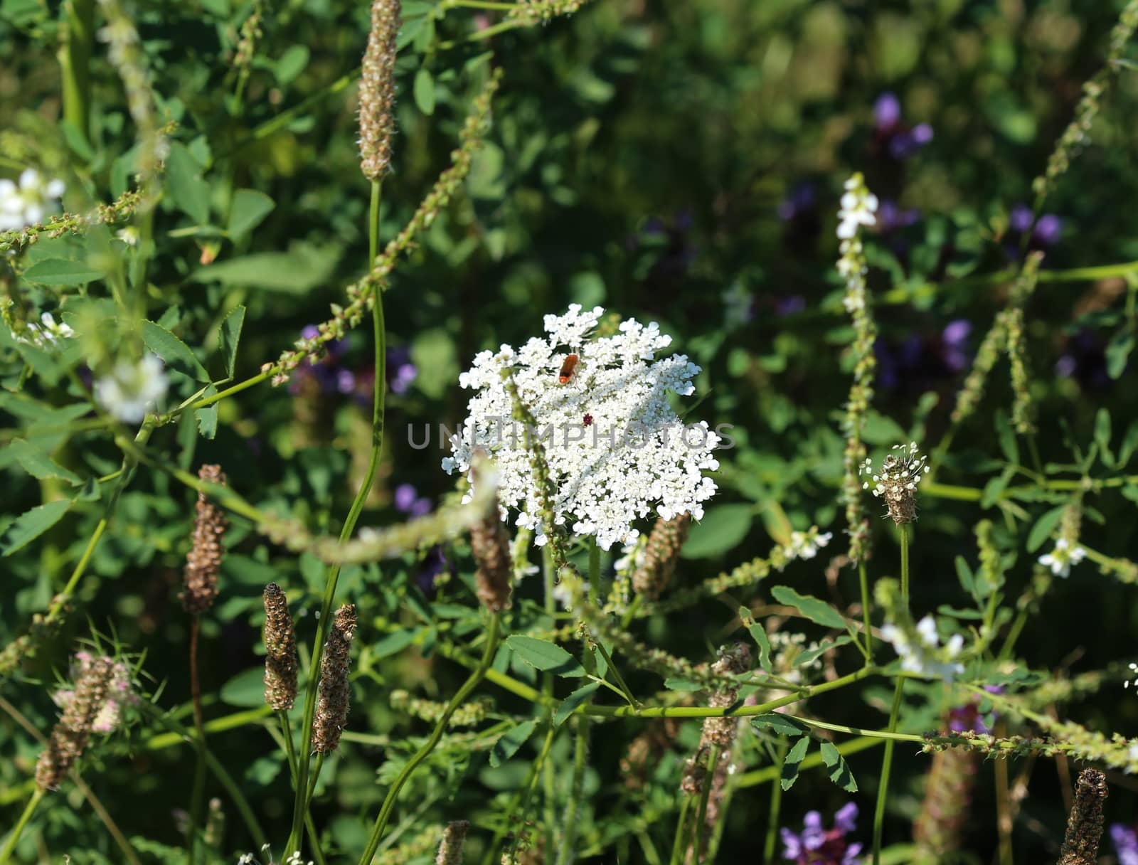 close up of Daucus carota, whose common names include wild carrot, bird's nest, bishop's lace, and Queen Anne's lace