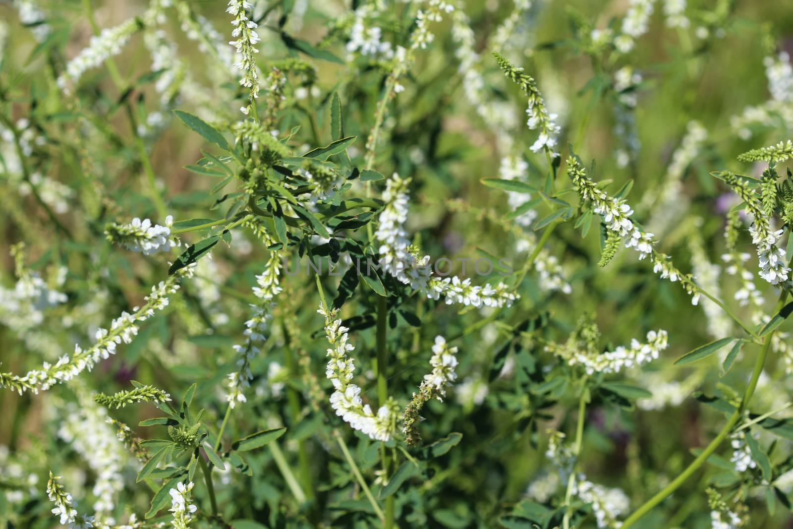 close up of Melilotus albus, also known as honey clover, Bokhara clover (Australia), sweet clover, or white melilot, blooming in summer season
