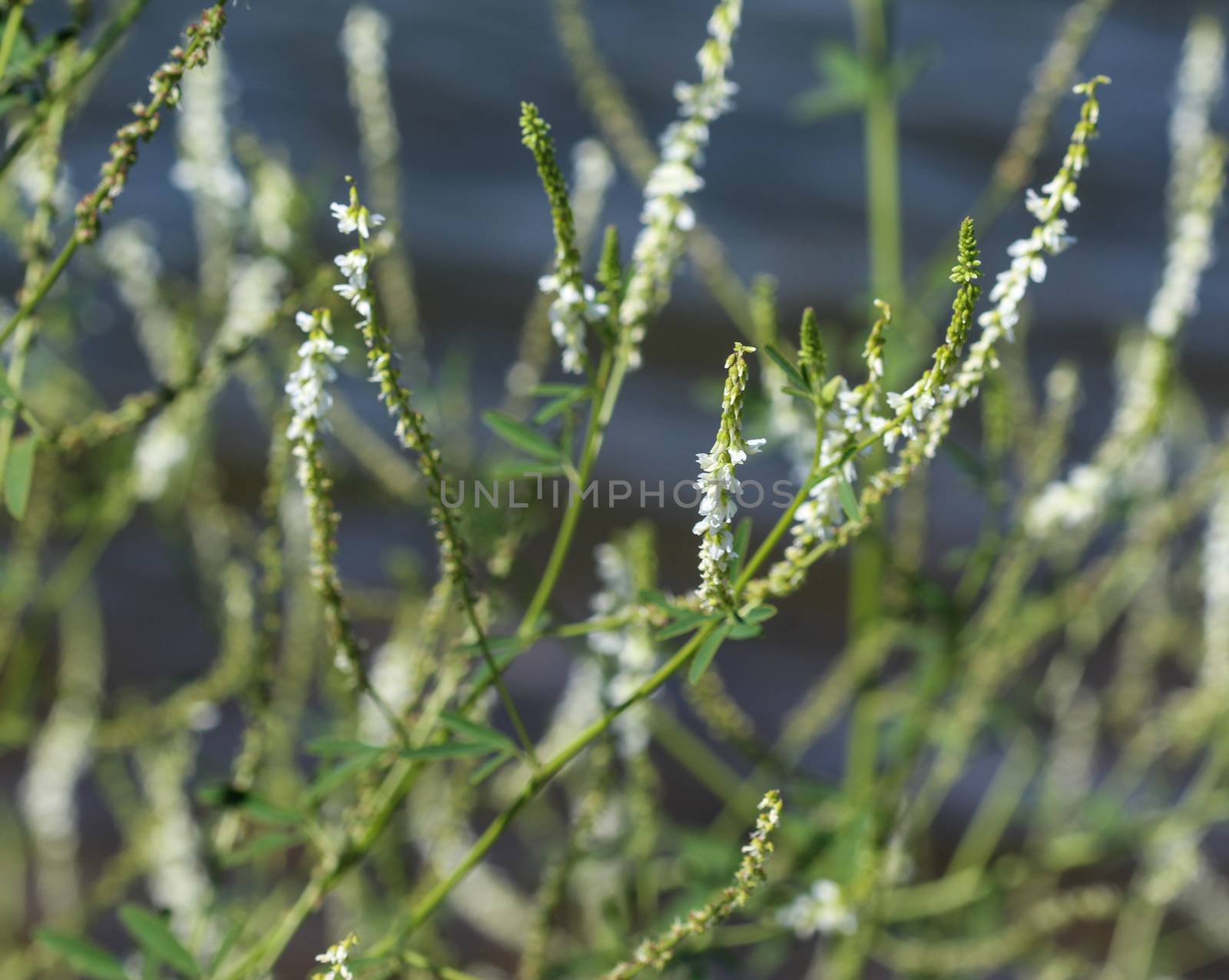 close up of Melilotus albus, also known as honey clover, Bokhara clover (Australia), sweet clover, or white melilot, blooming in summer season