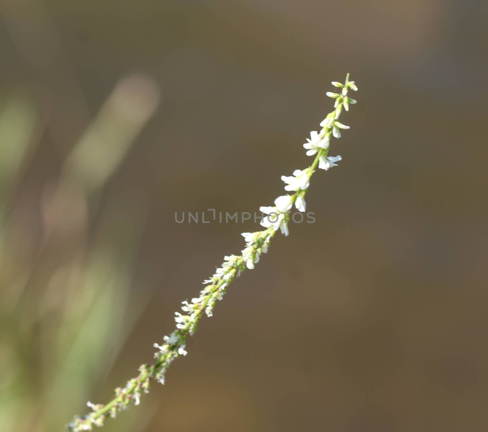 close up of Melilotus albus, also known as honey clover, Bokhara clover (Australia), sweet clover, or white melilot, blooming in summer season