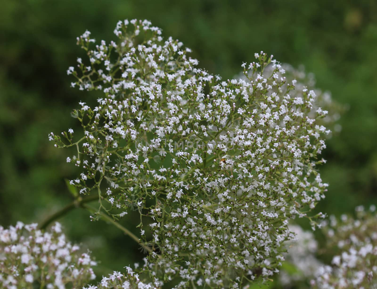 close up of marsh valerian or Valeriana dioica, blooming in spring