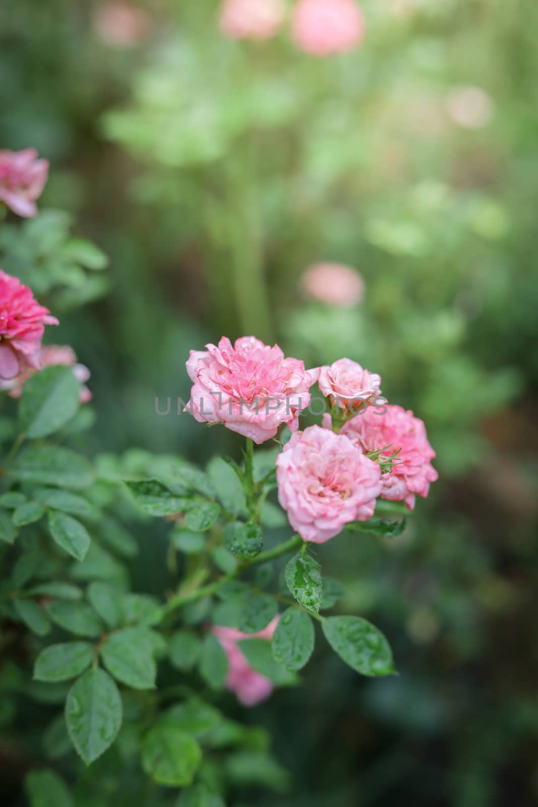 Roses in the garden, Roses are beautiful with a beautiful sunny day.