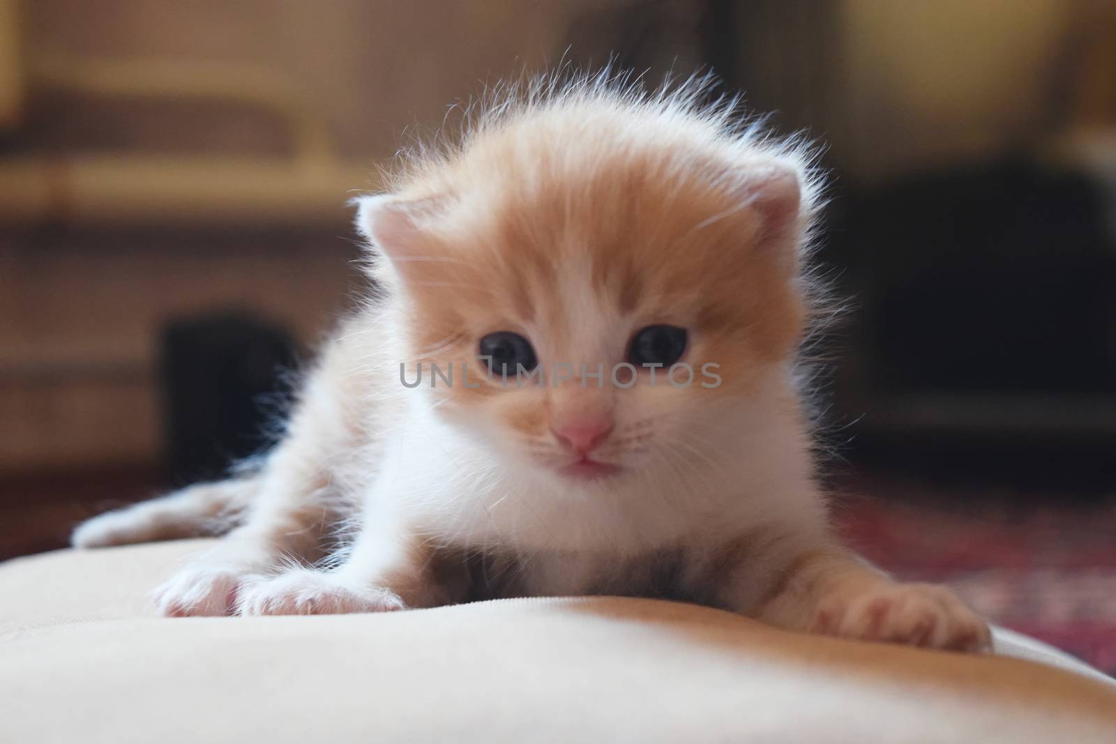 Fluffy Kitten Looks At The World Around by IaroslavBrylov