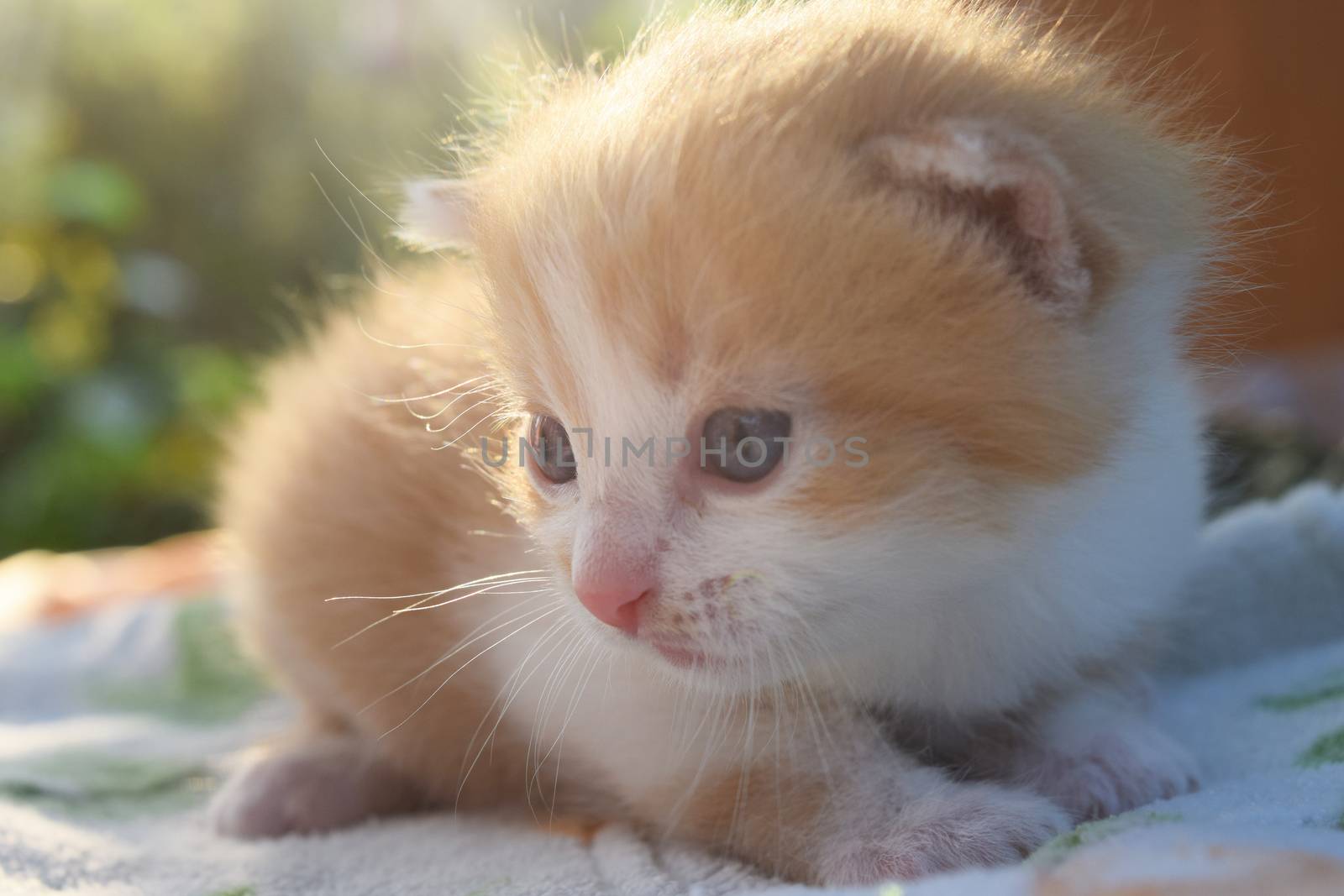 Fluffy Kitten Looks At The World Around by IaroslavBrylov