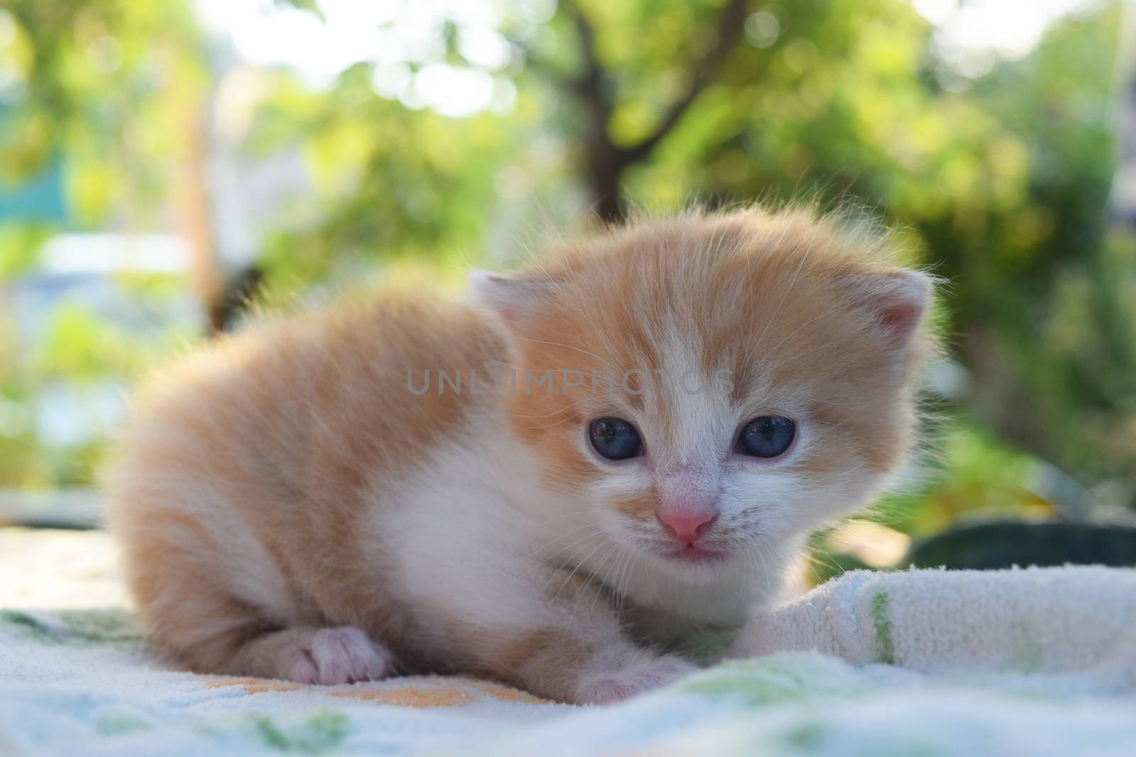 Fluffy Kitten Looks At The World Around by IaroslavBrylov