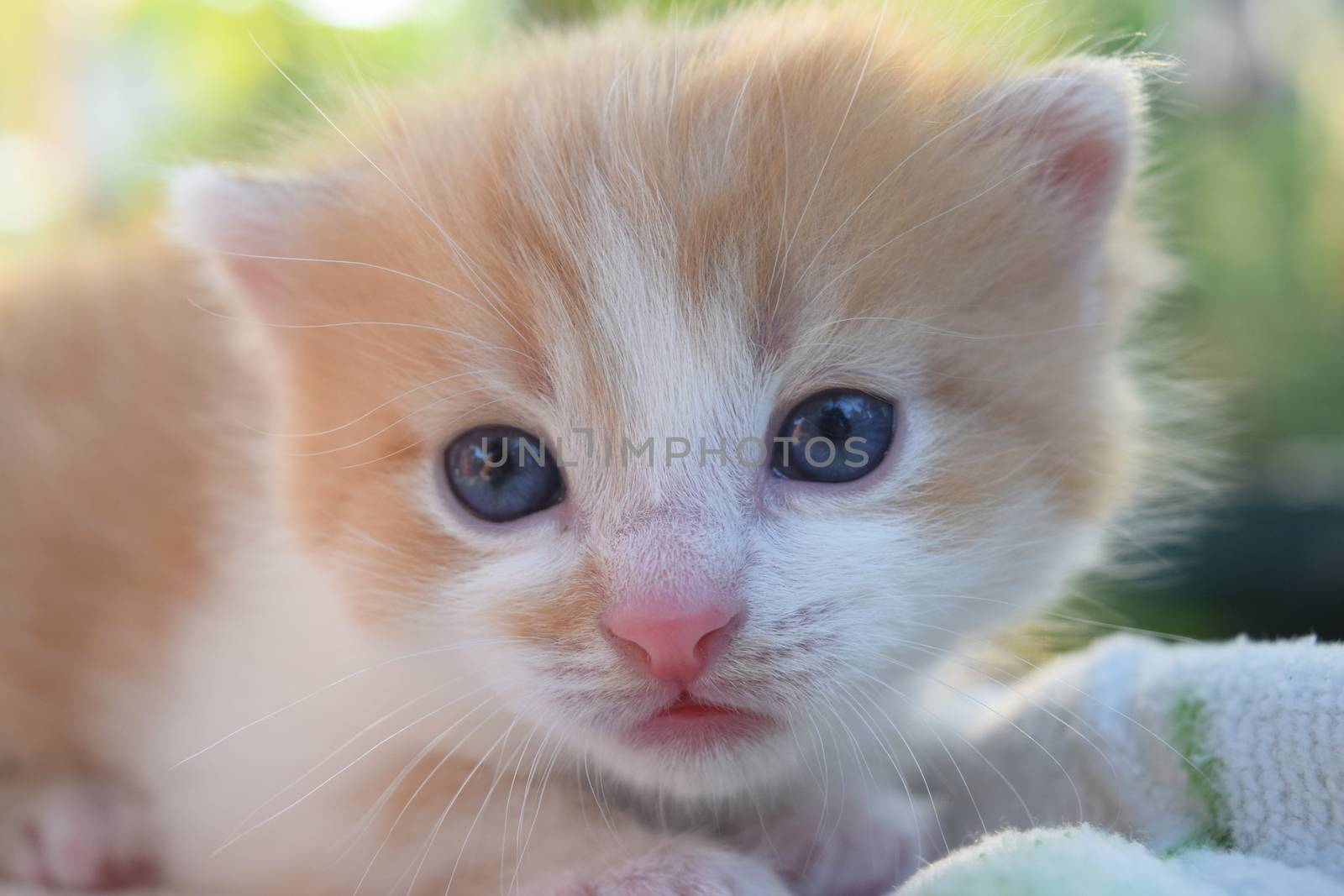 Cute Fluffy Kitten Looks At The World Around