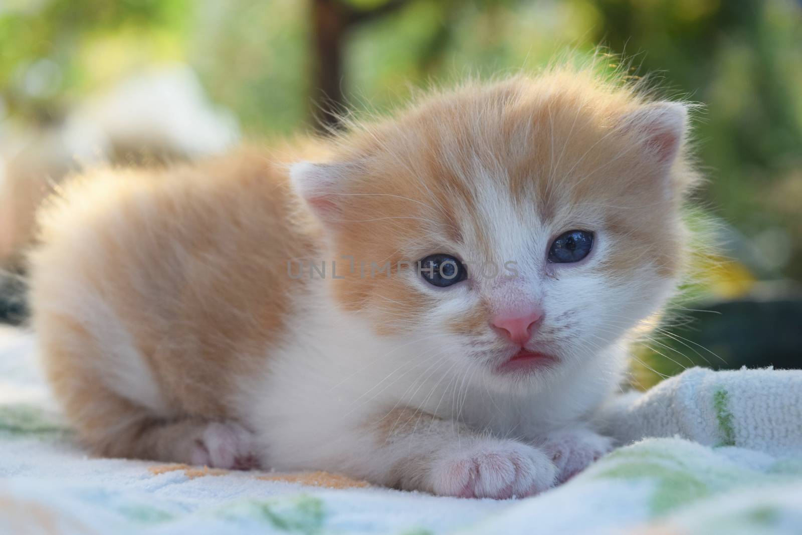 Cute Fluffy Kitten Looks At The World Around