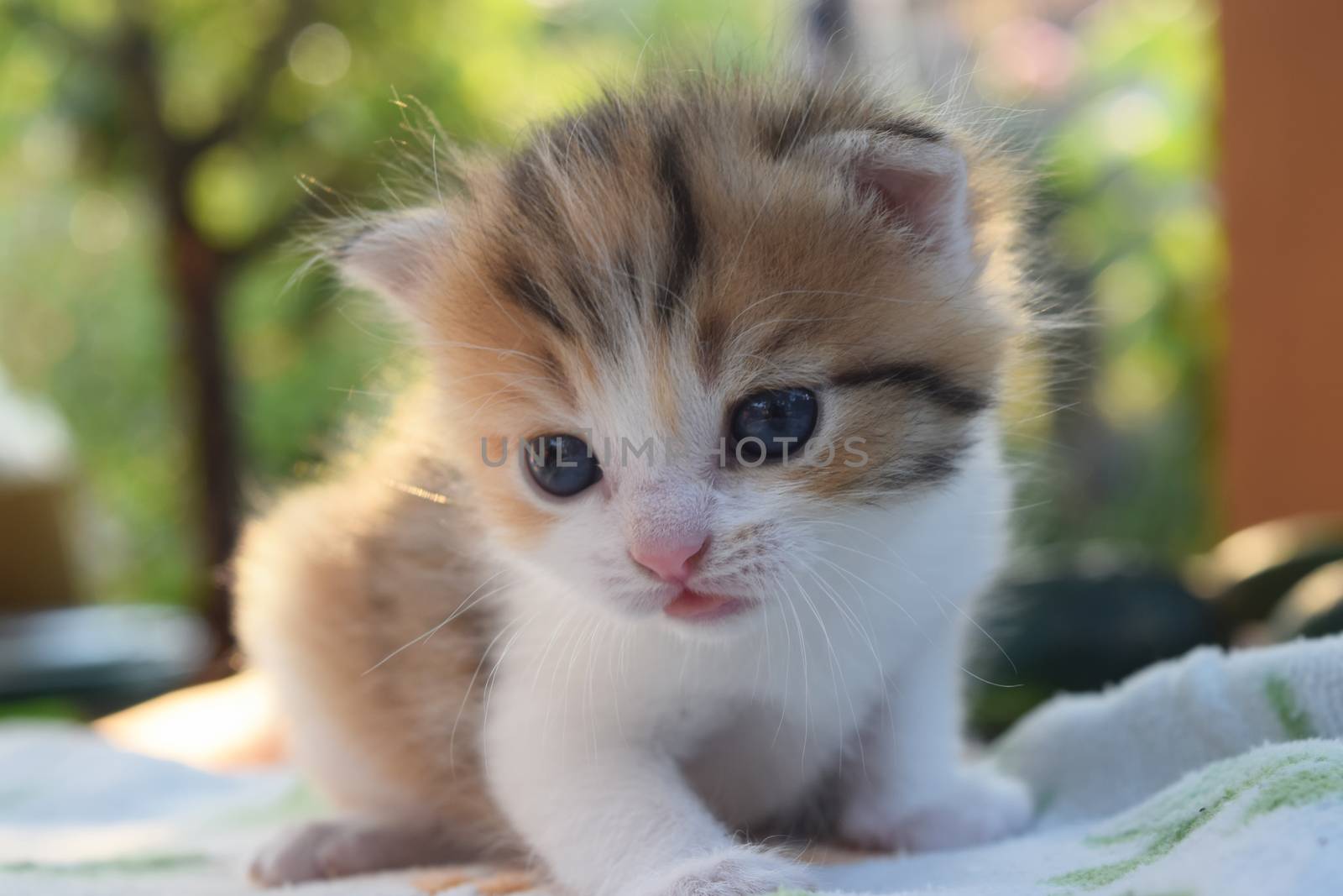 Fluffy Kitten Looks At The World Around by IaroslavBrylov