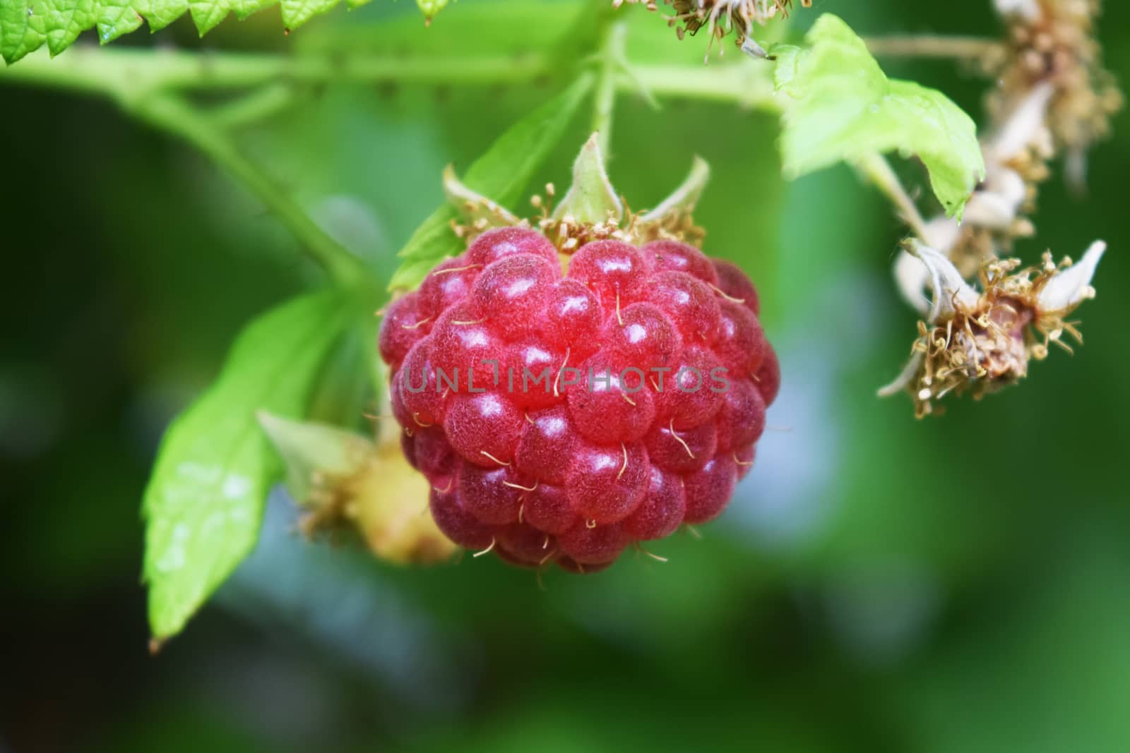 Ripe Raspberry Berry On A Branch, Natural Background by IaroslavBrylov