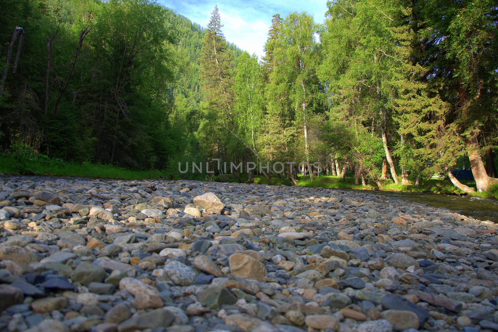 The rocky shore of the mountain river Sema, surrounded by coniferous forest. Altai, Siberia, Russia.