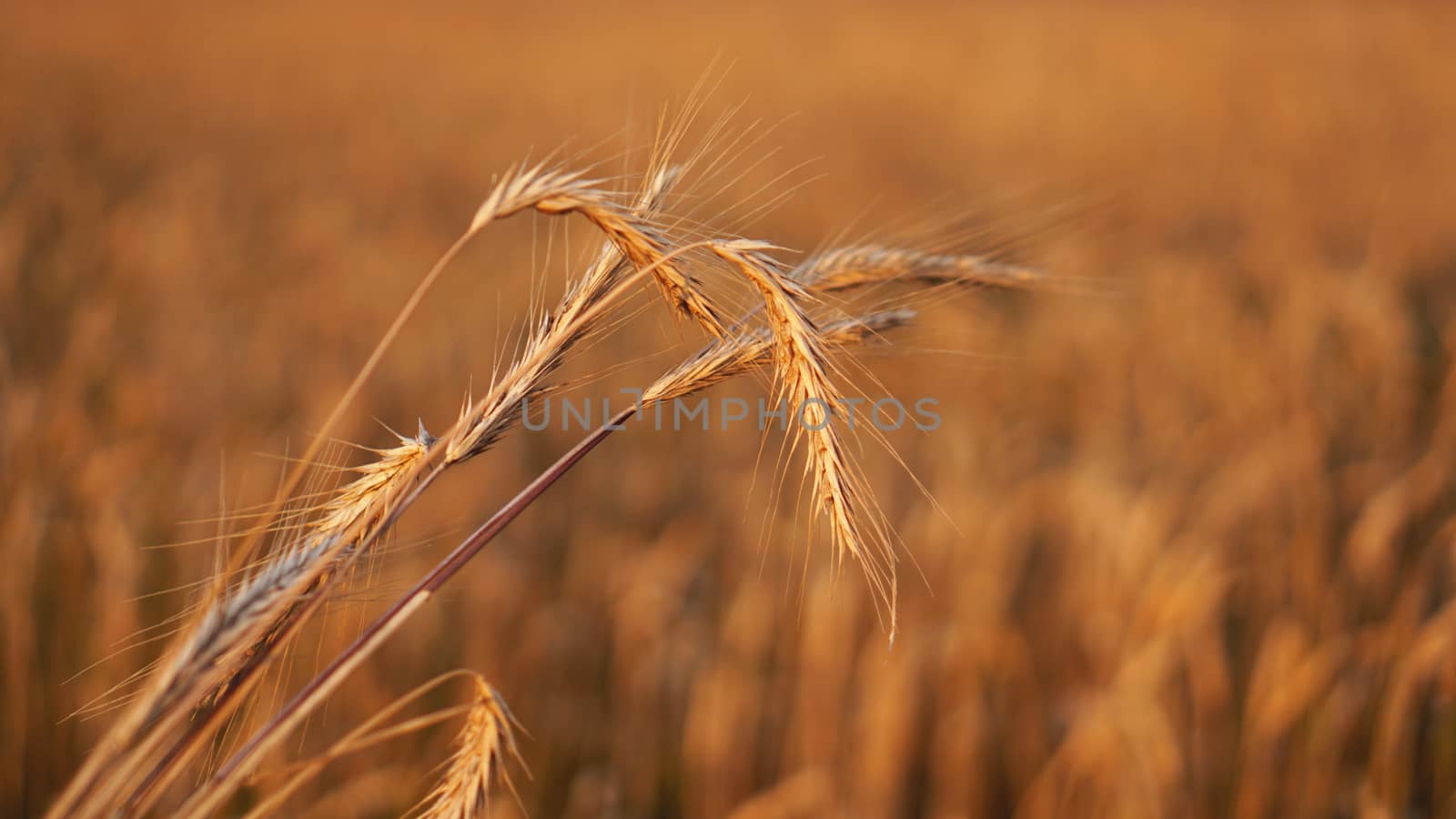 Wheat field. Ears of golden wheat close up. Beautiful Nature Sunset Landscape by natali_brill