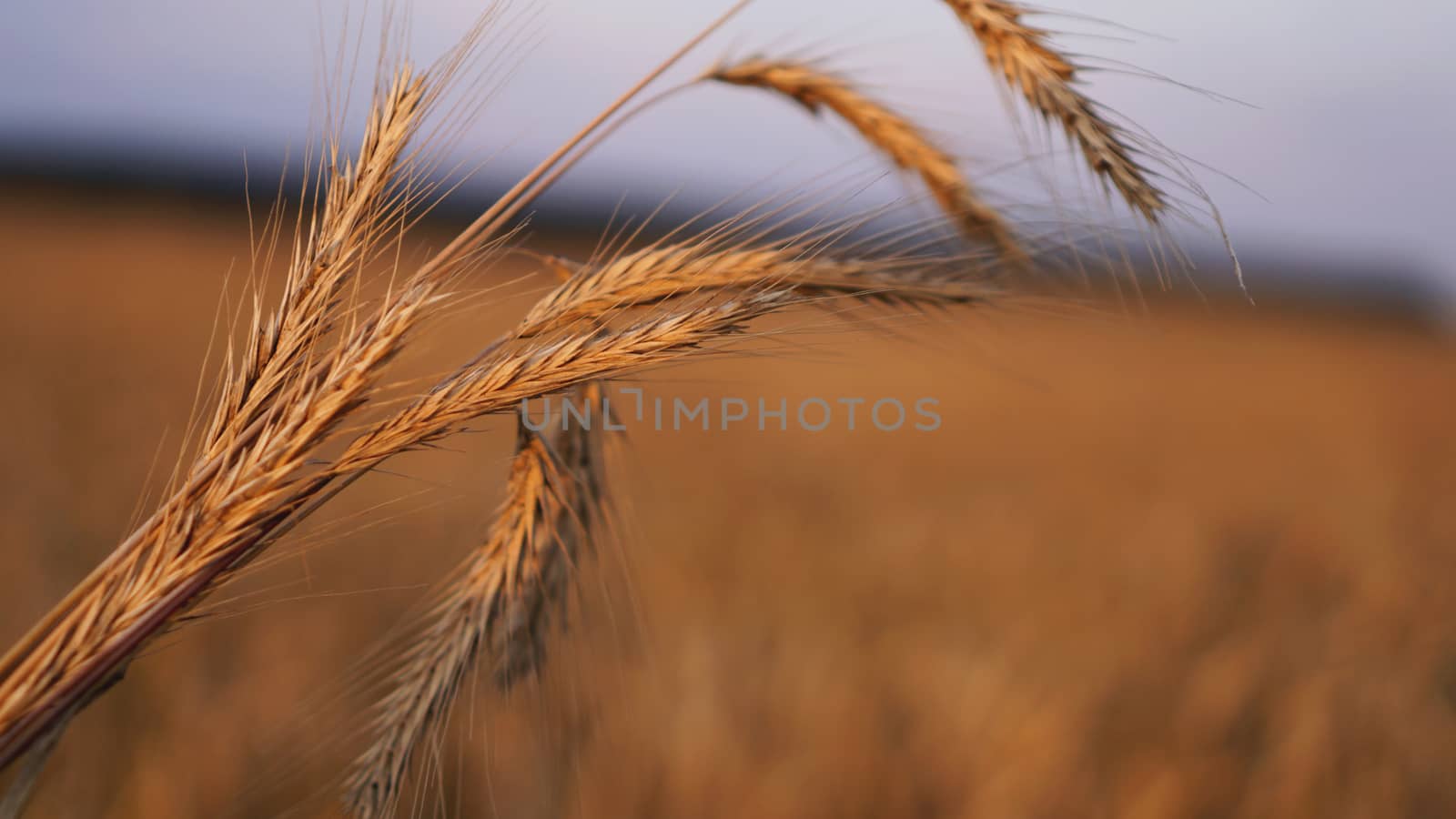 Wheat field. Ears of golden wheat close up. Beautiful Nature Sunset Landscape. Background of ripening ears of meadow wheat field. Rich harvest Concept