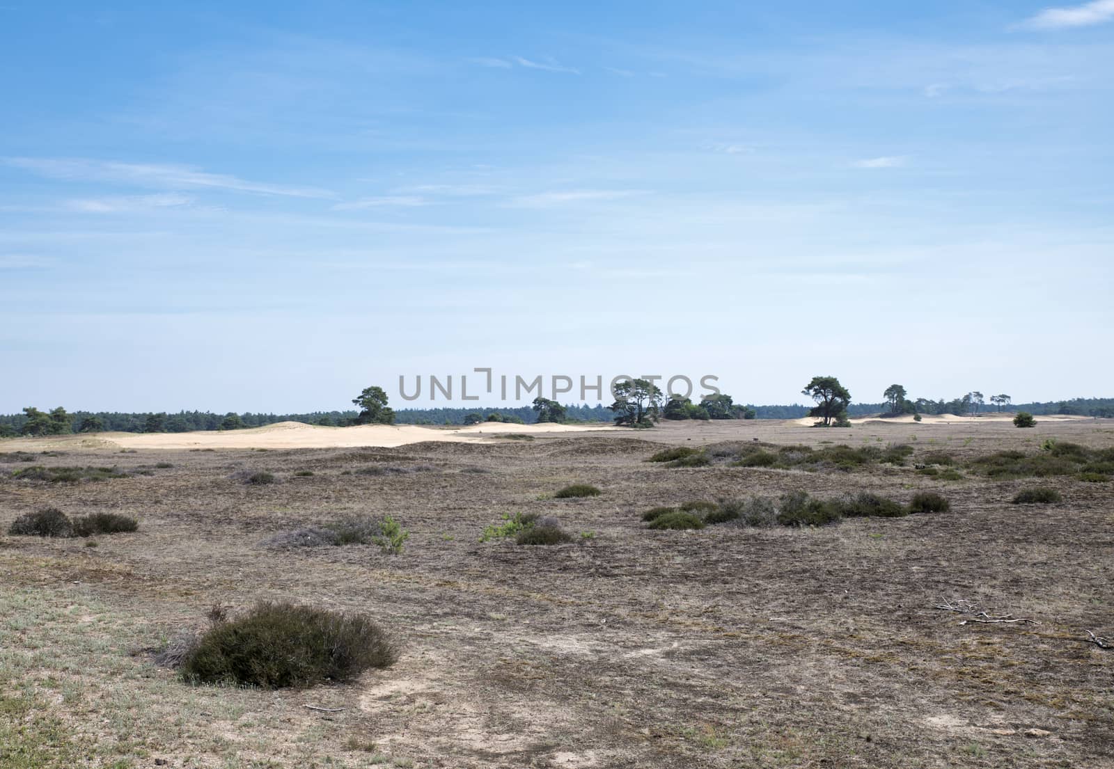 sand dunes in national park de hooge veluwe with heather landscape Veluwe, Gelderland, Holland