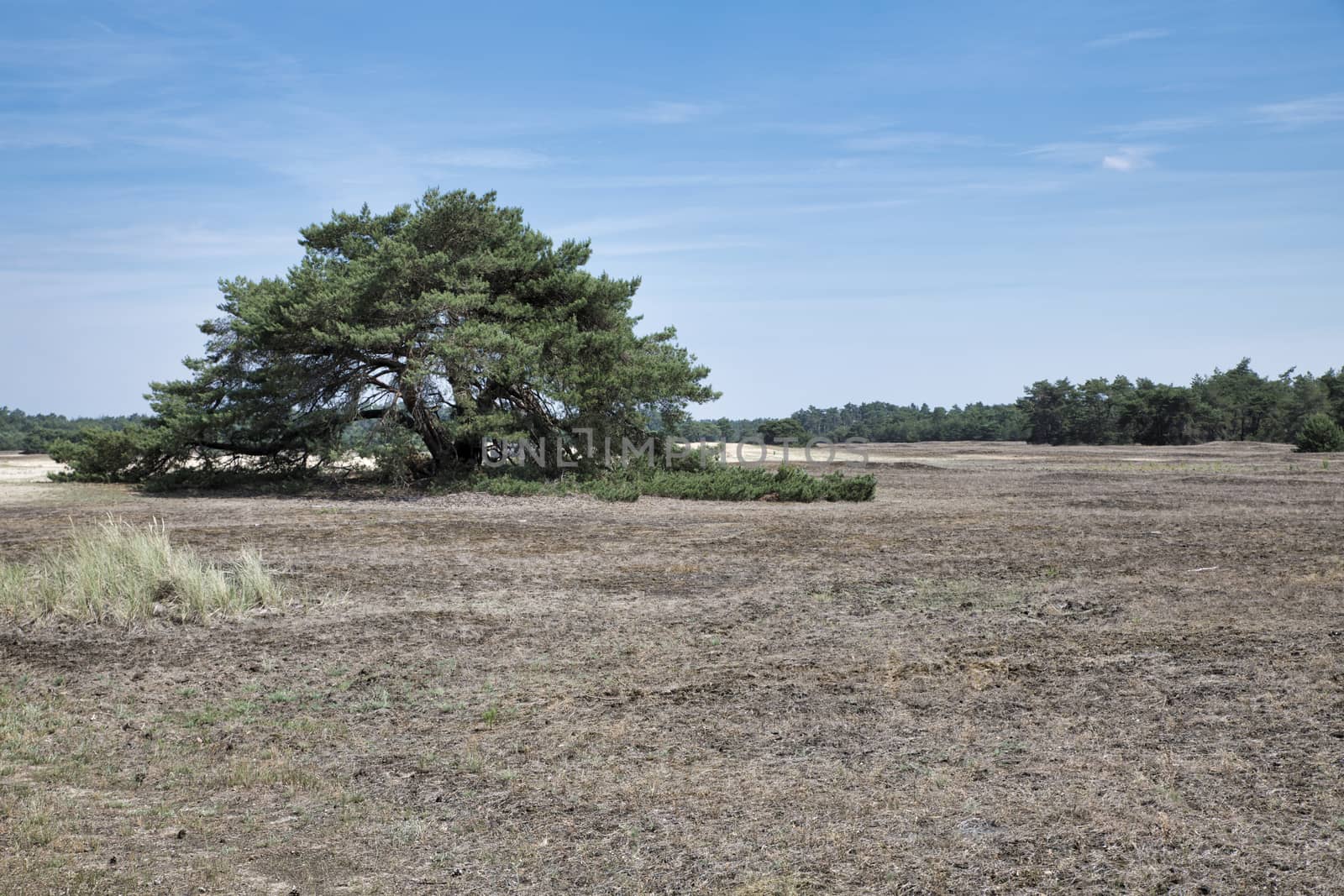 single green tree in national park de hooge veluwe with heather landscape Veluwe, Gelderland, Holland