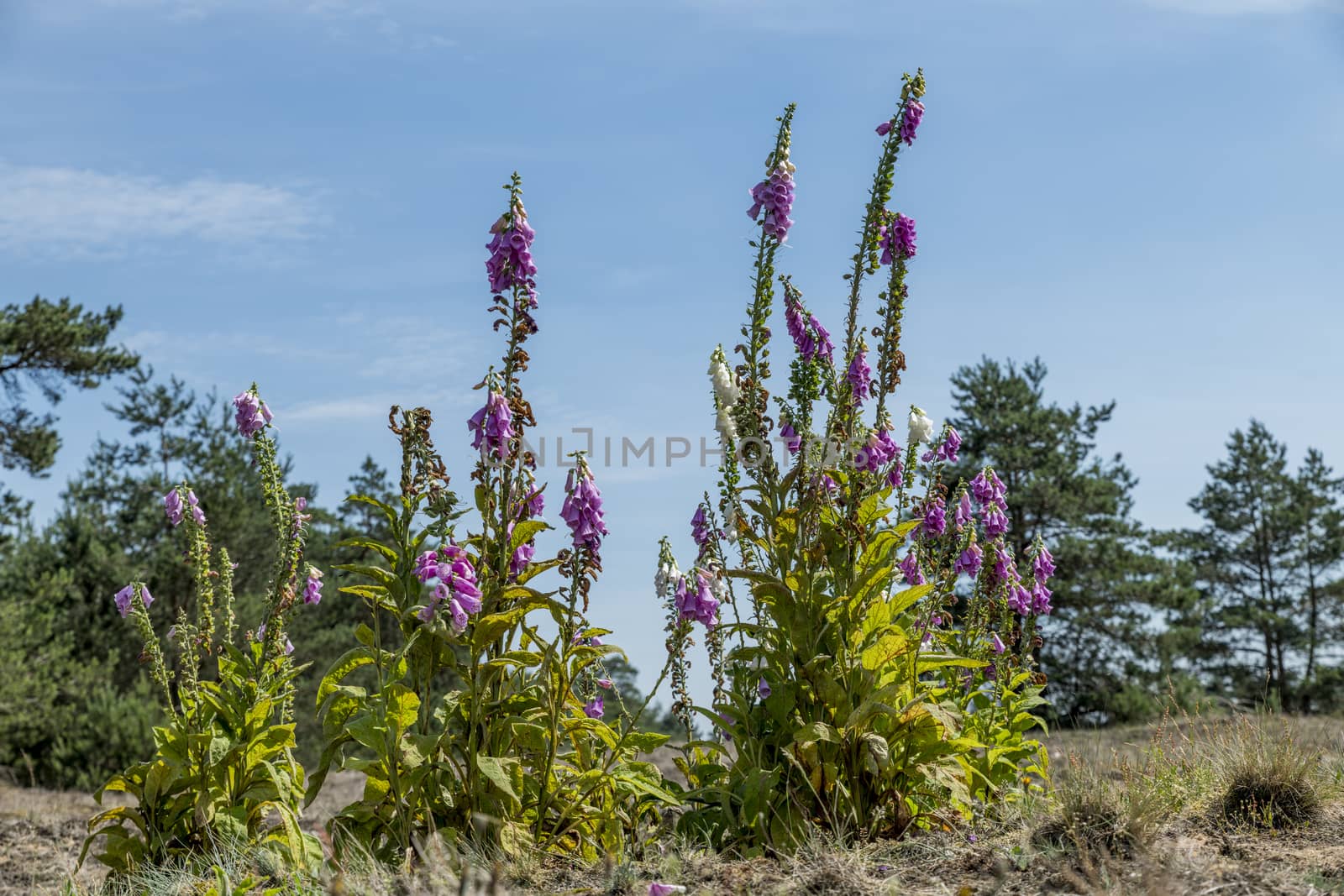 digitalis flowers on the heater wild land on the veluwe national park in the netherlands