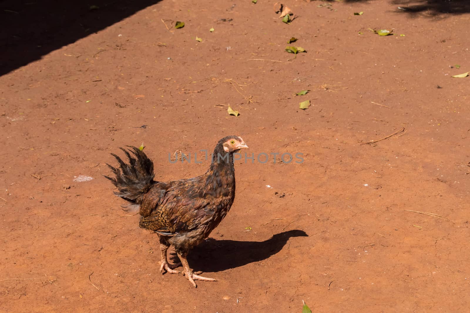 Portrait Of Brown Hen Standing On Floor.  by Philou1000