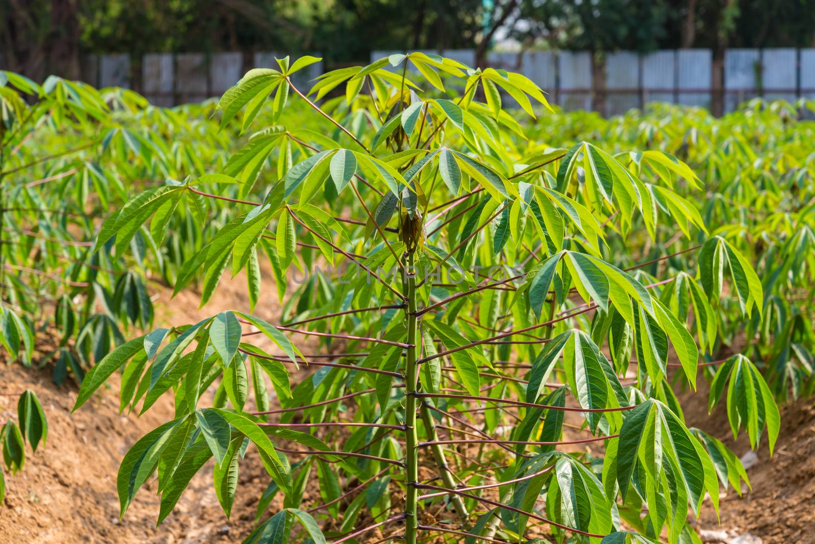 cassava in Thailand. agriculture