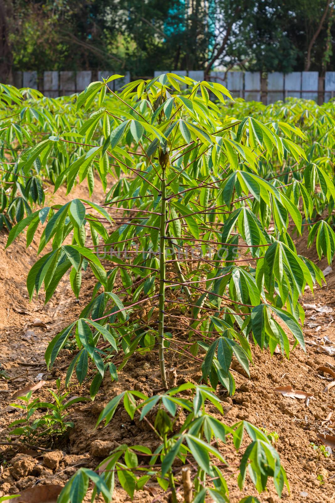 cassava in Thailand. agriculture