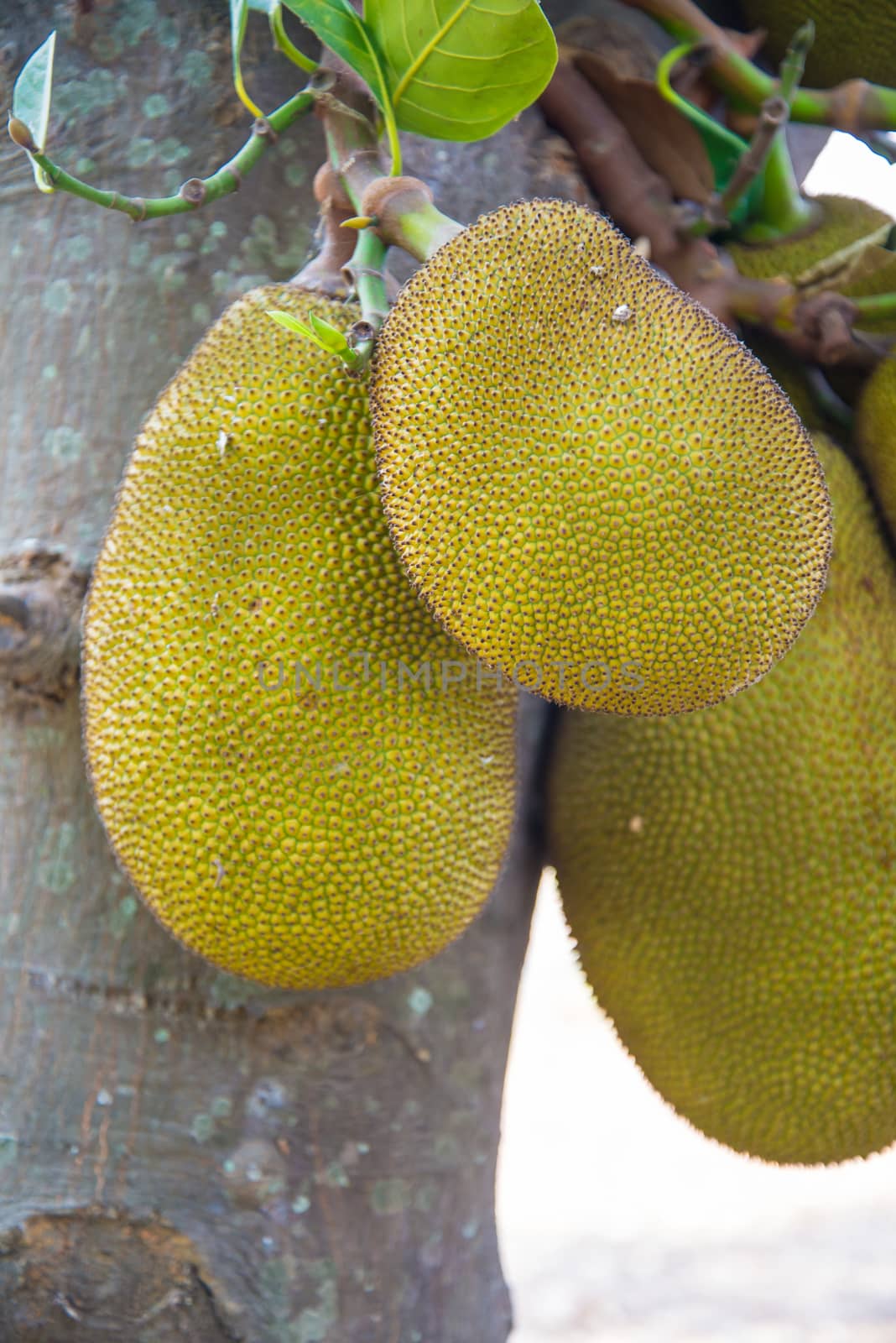 Big jackfruit hanging on the tree in Thailand