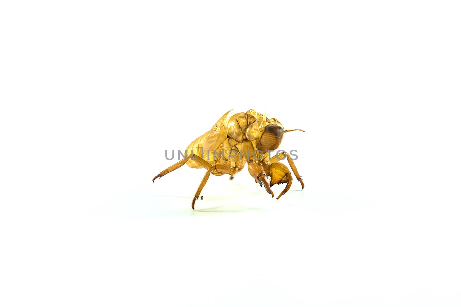 Molting insects on white background.