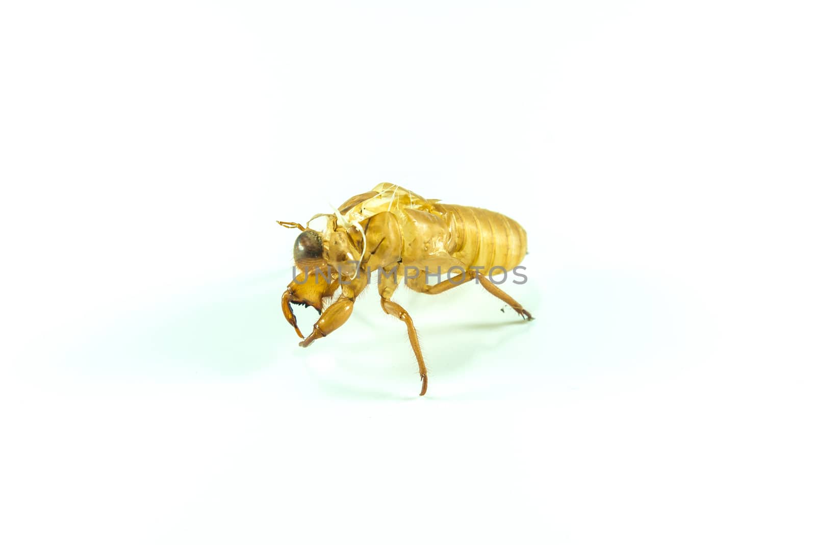 Molting insects on white background.