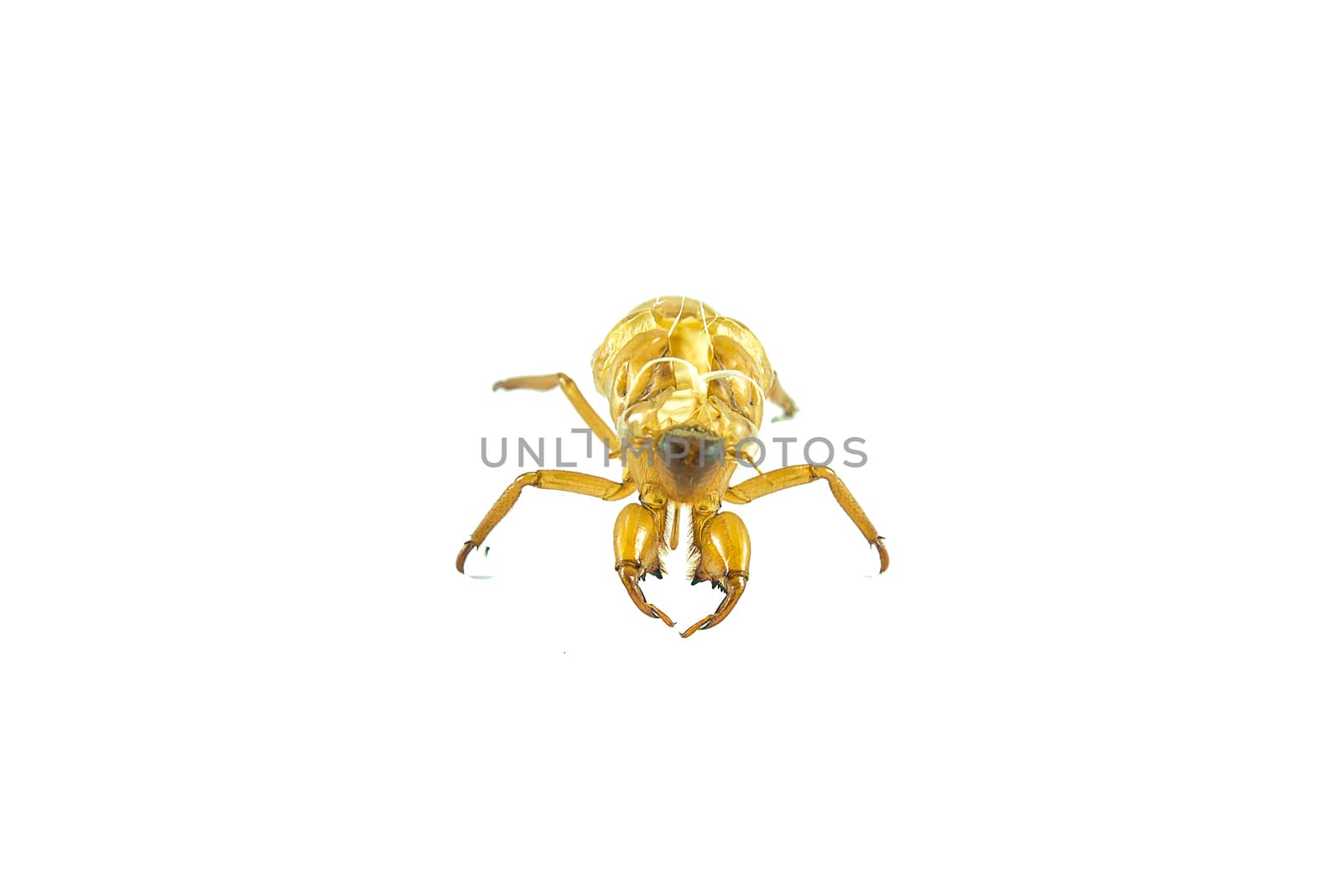 Molting insects on white background.