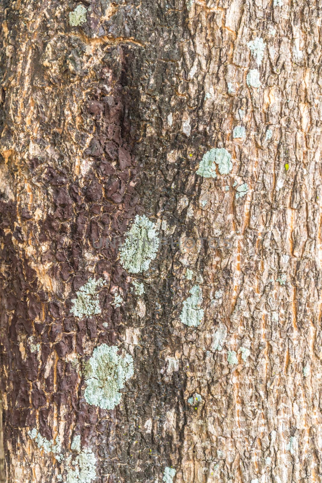 Zoom shot of tree, texture
