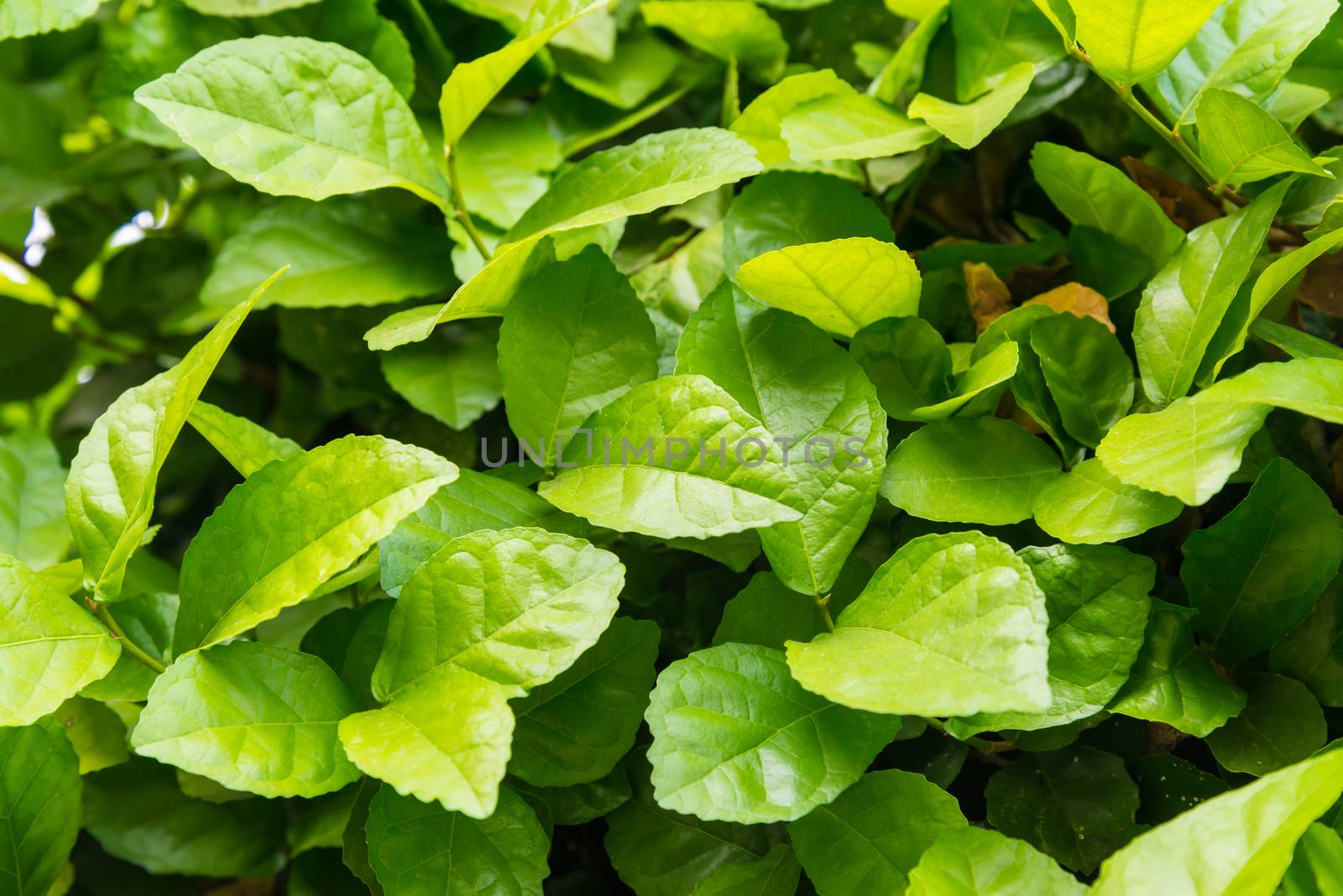 Green leaves background. leaf shapes