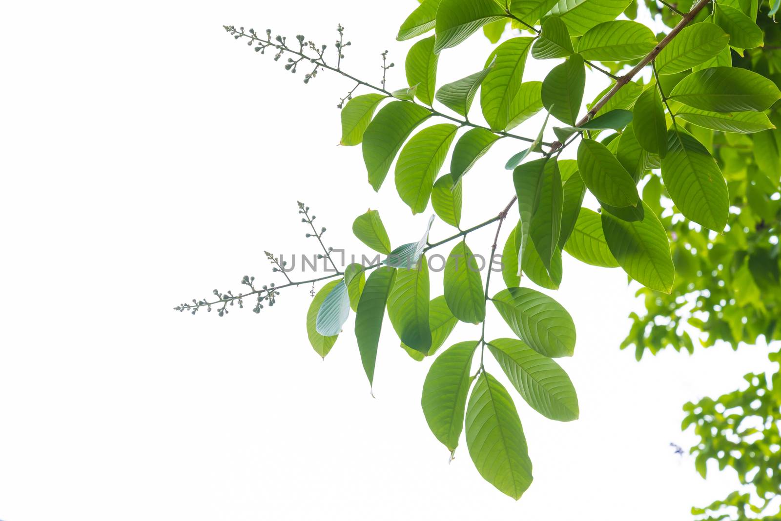 Green leaves background. leaf shapes