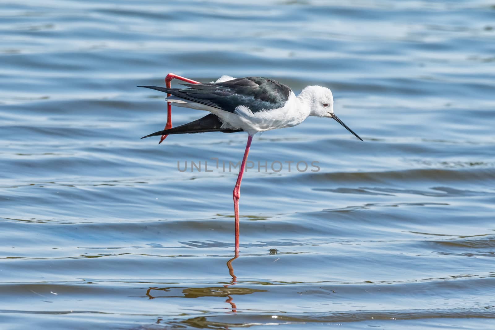 A black-winged stilt, Himantopus himantopus, standing on one leg in water