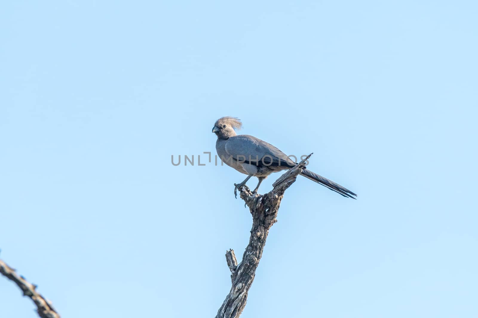 A grey go-away bird, Corythaixoides concolor, on a dead tree branch