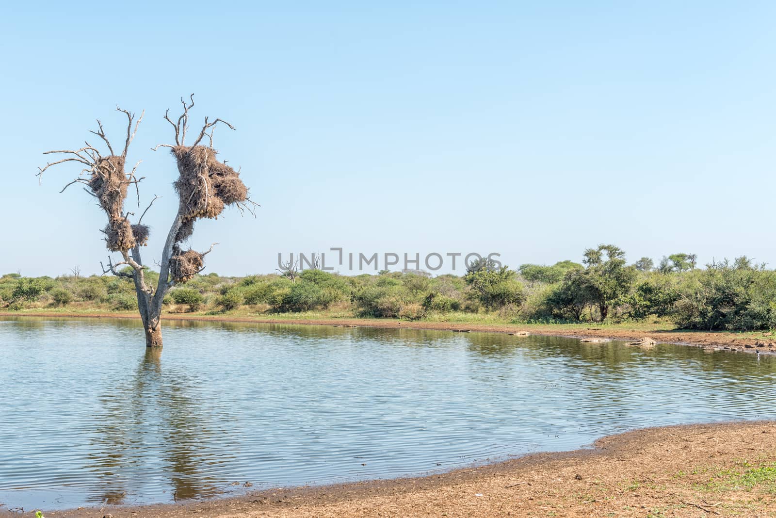 A view of Sunset Dam, Mpumalanga. Nile crocodiles, Crocodylus niloticus, a dead tree and bird nests are visible