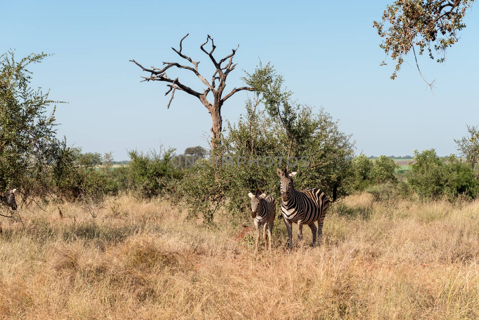 A burchells zebra mare and foal between grass