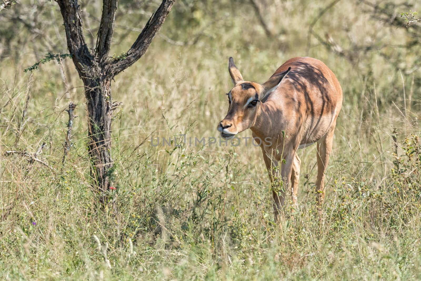 Close-up of an impala ewe, Aepyceros melampus, walking between vegetation