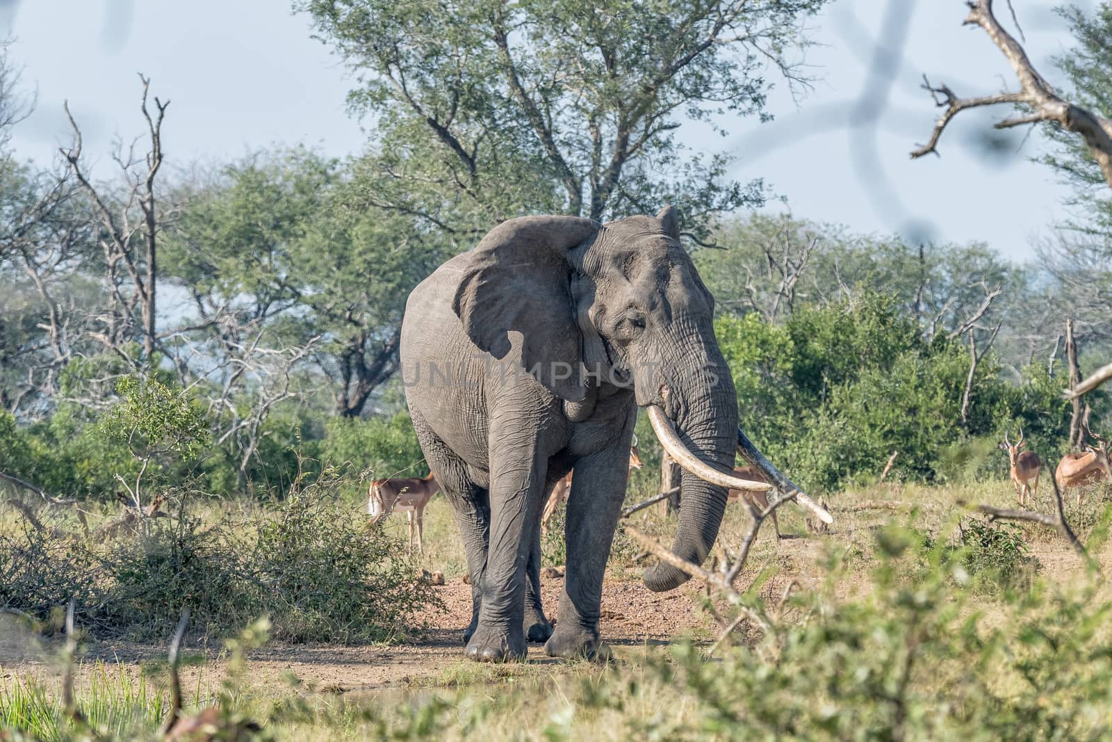 An african elephant  with large tusks and a large notch in the right ear in the Mpumalanga Province of South Africa