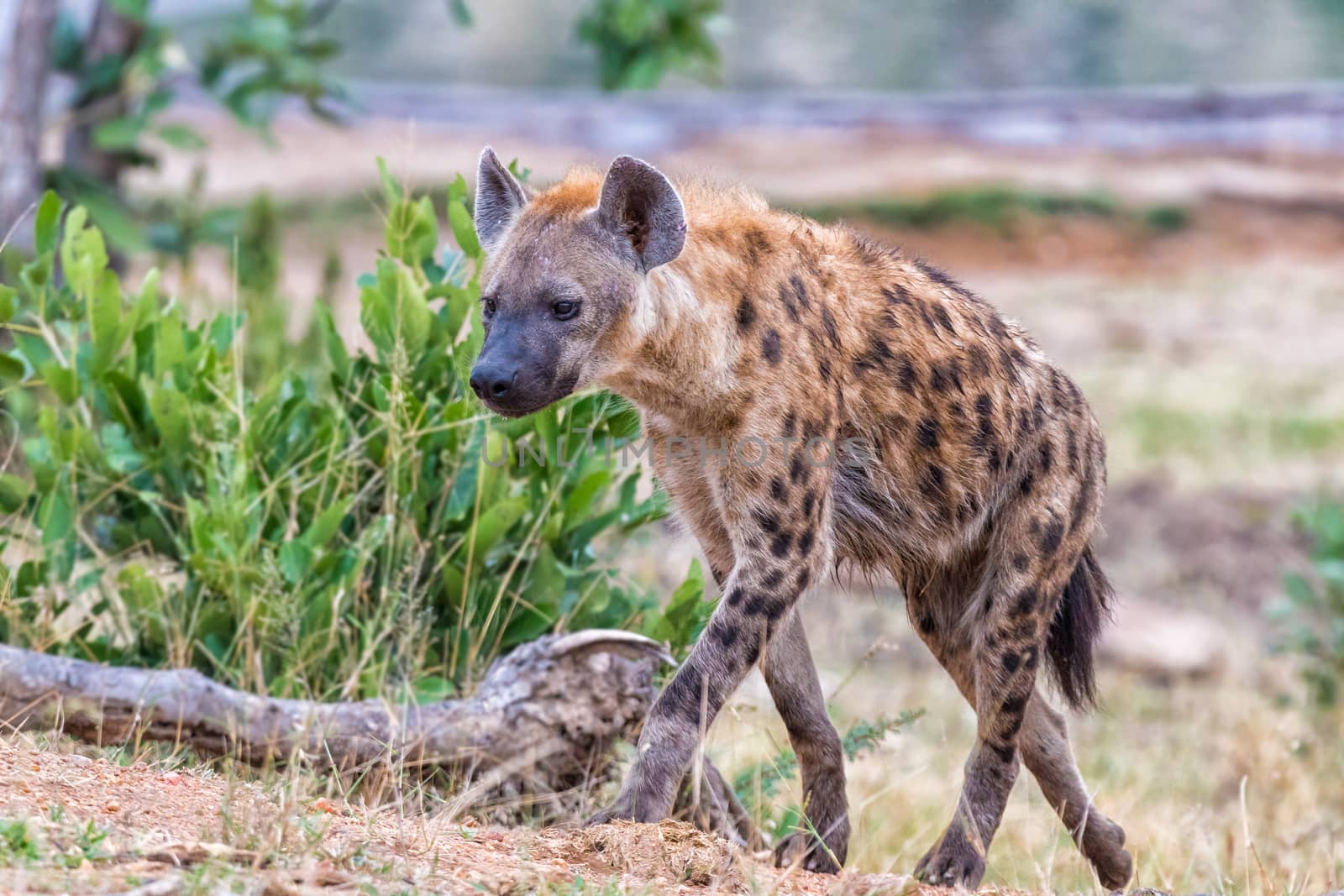 A female spotted hyaena, Crocuta crocuta, walking uphill