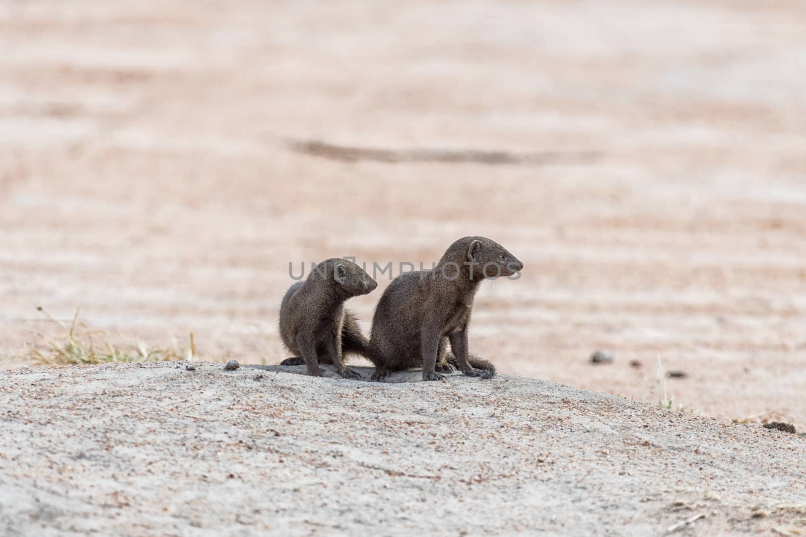 Two dwarf mongooses, Helogale parvula, at their den